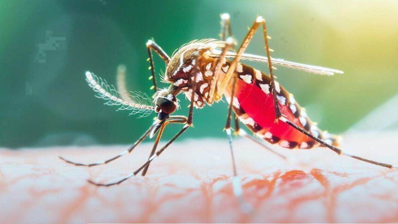 ২৪ ঘণ্টায় ডেঙ্গুতে ৭ জনের মৃত্যু, হাসপাতালে ভর্তি ১ হাজার